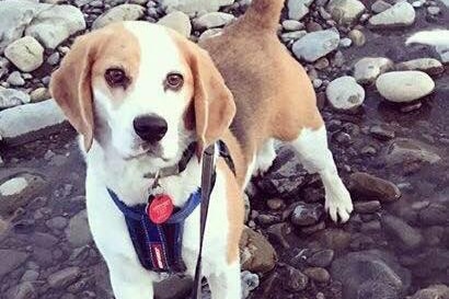 A photo of Benny the beagle posted to the Bring Benny Home Facebook page on April 13, 2018.