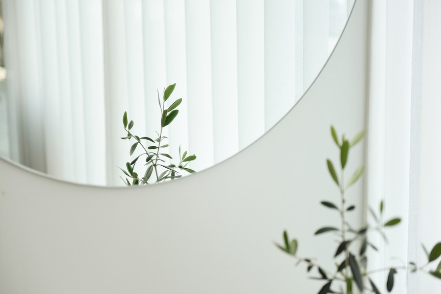 Mirror reflecting a plant in a contemporary home