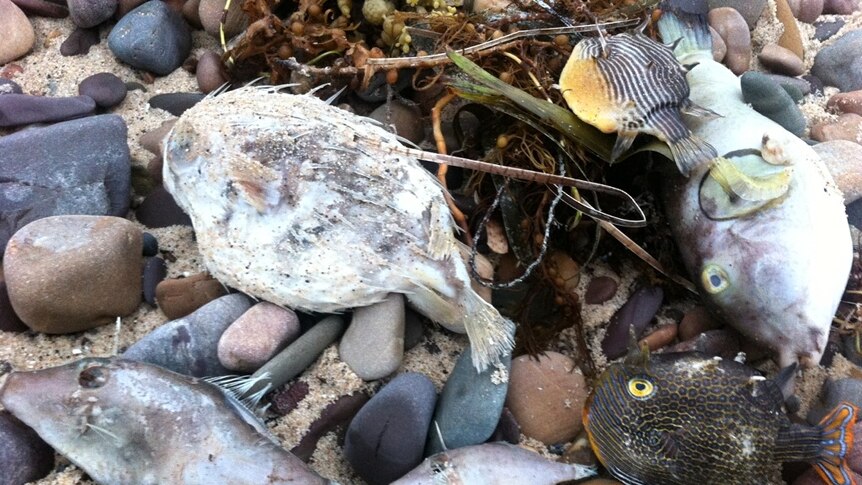 Dead fish at Hallett Cove