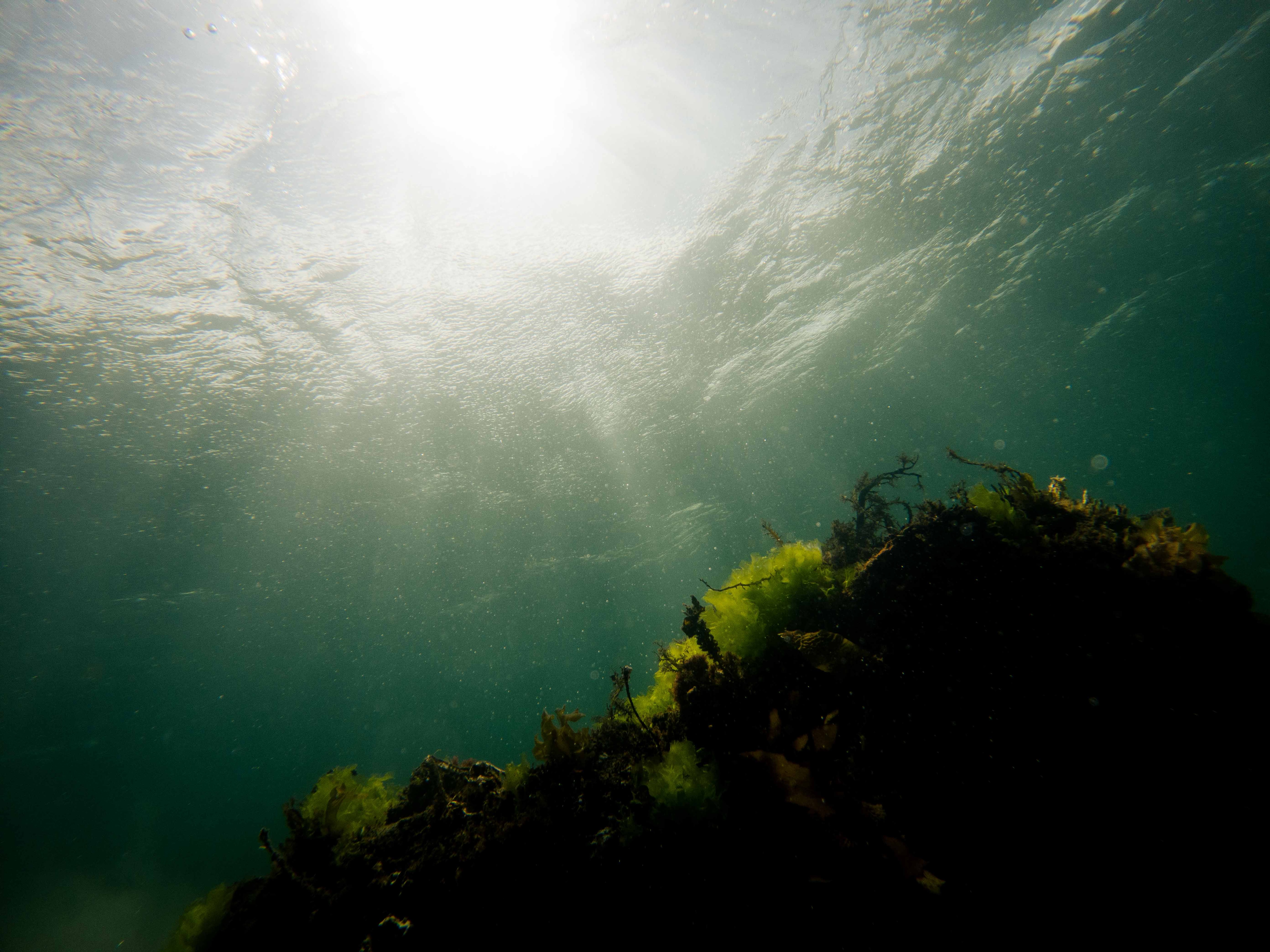 Diver tells of being 20m underwater when shadow of shark passed overhead