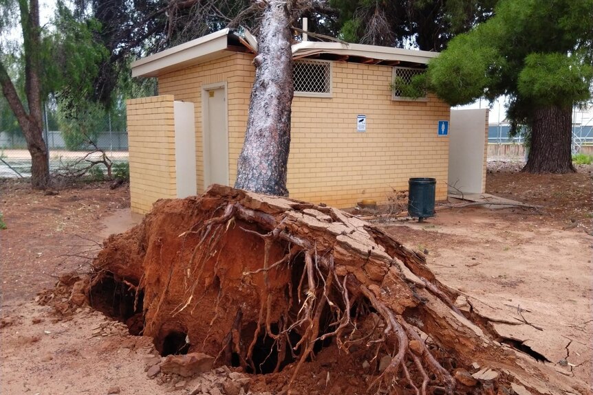 Tree fallen in Woodward Park in Port Pirie due to storm damage. 