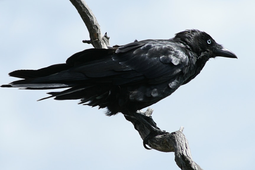 A black raven on a branch.