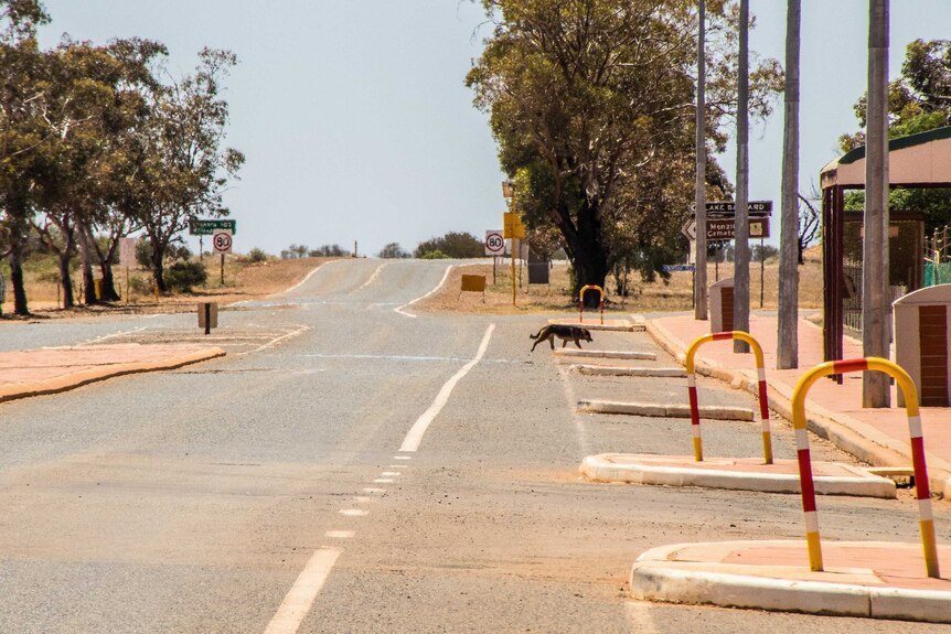 A dog walks across the empty street of a rural town in outback WA.