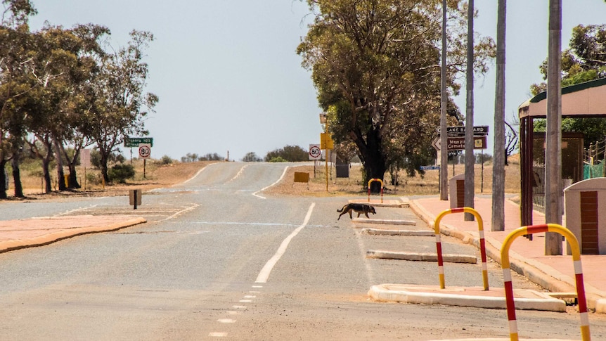 A dog walks across the empty street of a rural town in outback WA.