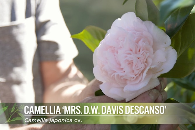 Camellia Mrs DW Davis Descanso Image