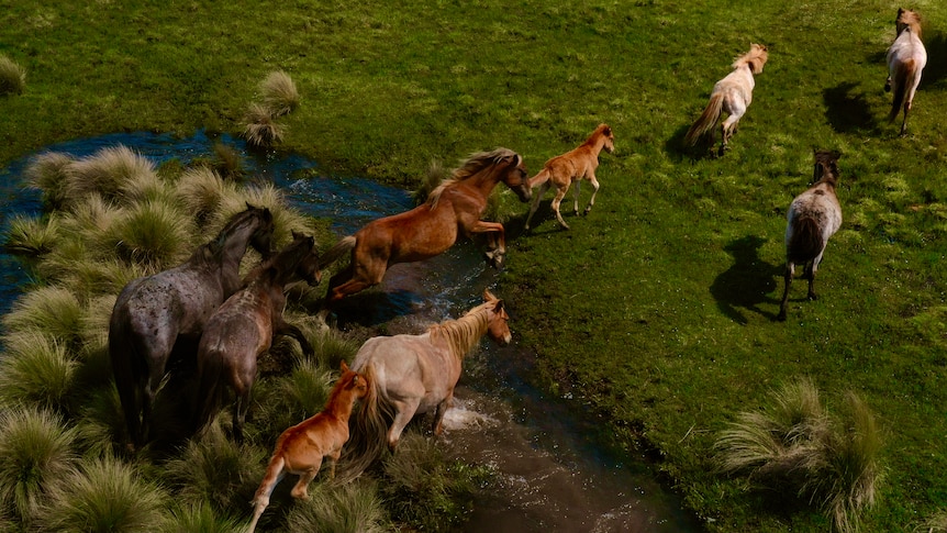 An aerial photo of eight horses and foals jumping across a small creek in a national park.