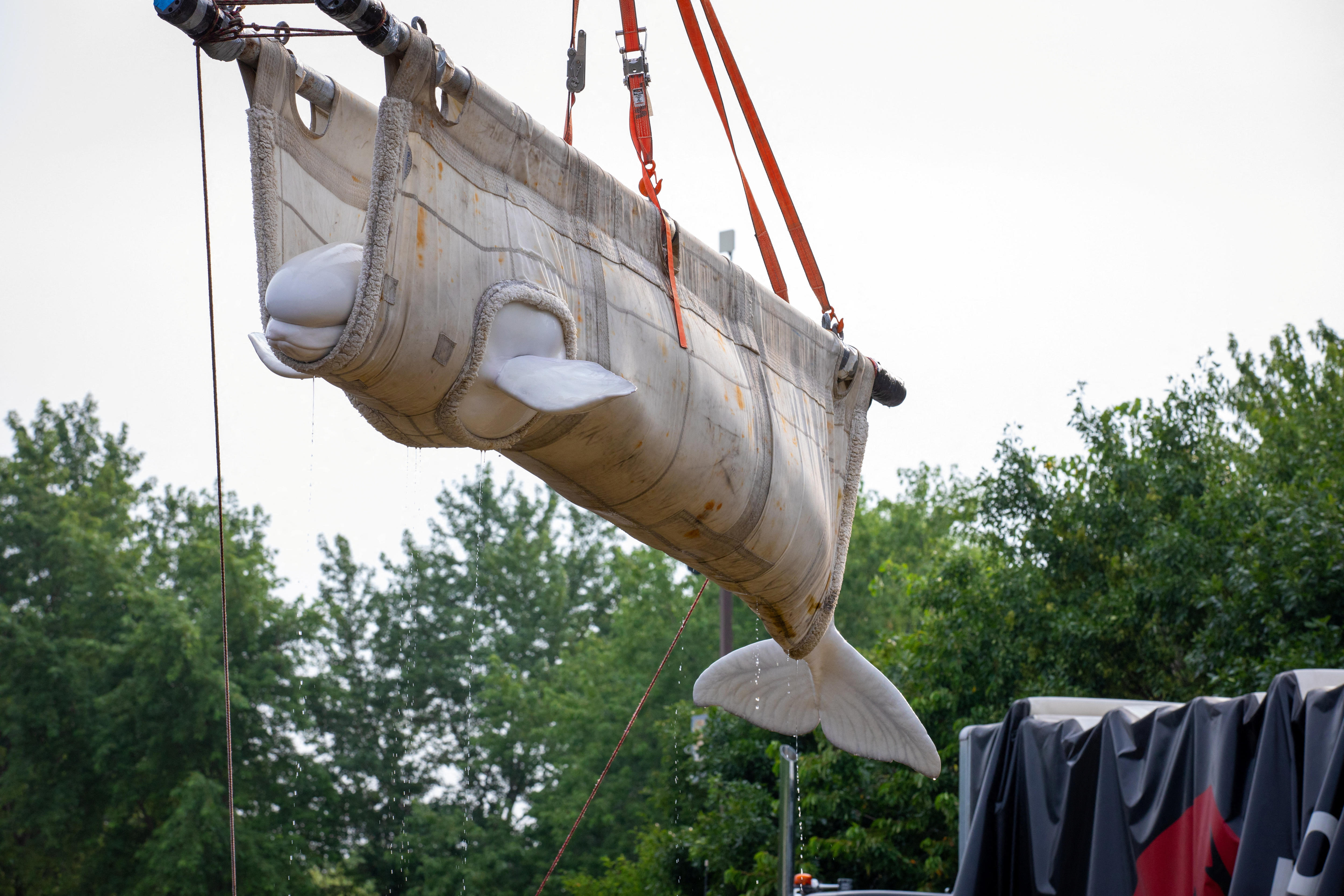Six beluga whales make successful journey by air from Canada to US