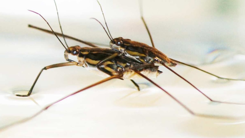 A male and female Australian water strider mating