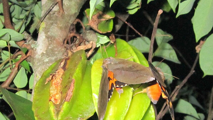 A large moth on a bright green camambola fruit attached to a tree