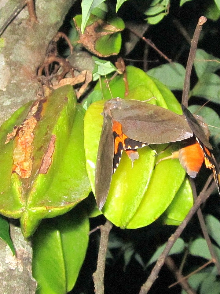 A large moth on a bright green camambola fruit attached to a tree.