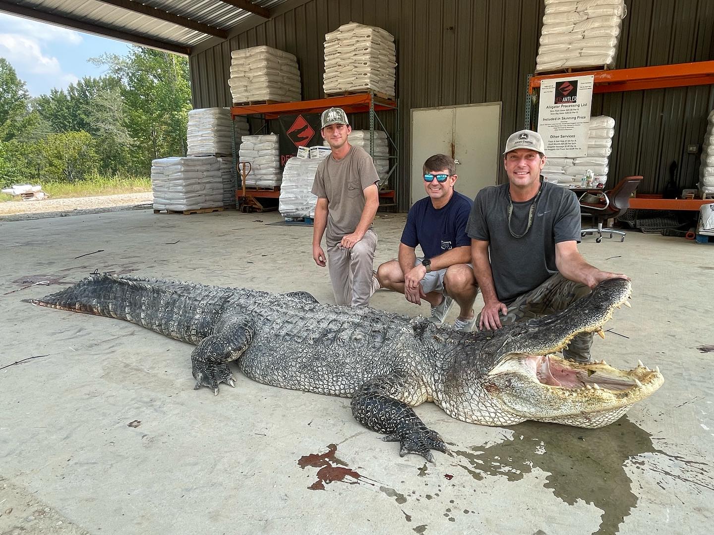 Three men crouch next to an enormous alligator, with one holding its mouth open 