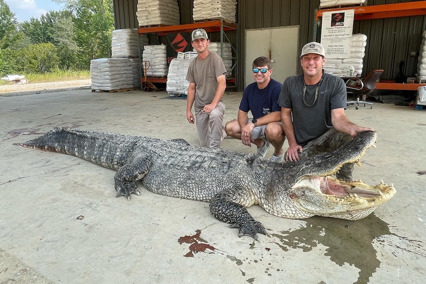 Three men crouch next to an enormous alligator, with one holding its mouth open 