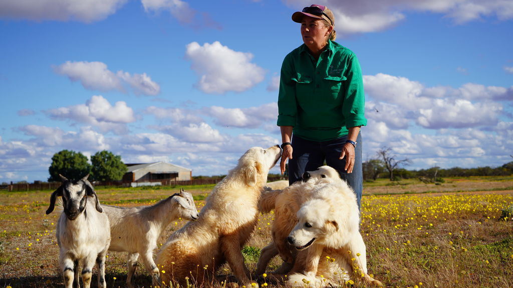 what if a dog attacks a sheep