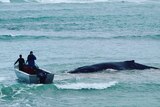 Two officers in a boat circle a whale stranded near the shore.
