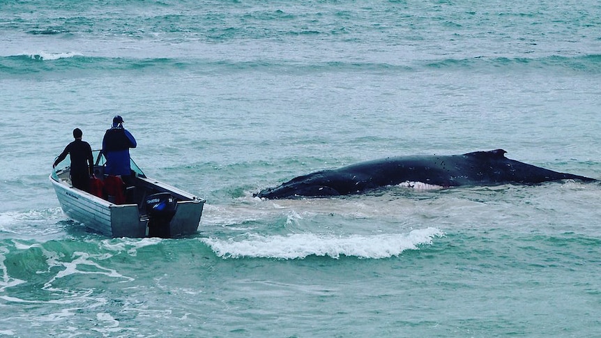 Two officers in a boat circle a whale stranded near the shore.