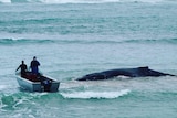 Two officers in a boat circle a whale stranded near the shore.