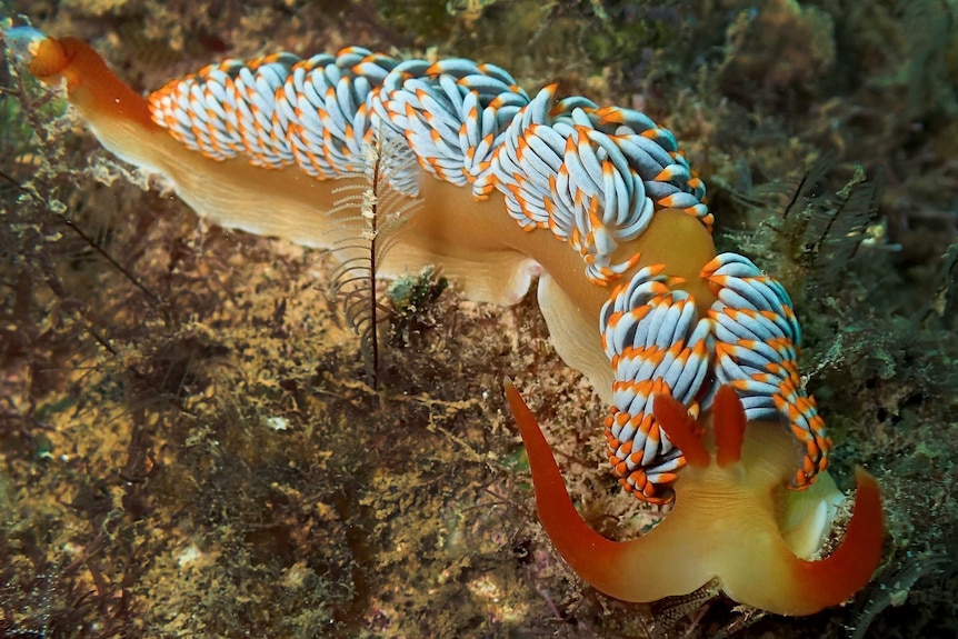 Nudibranch moradilla fifo