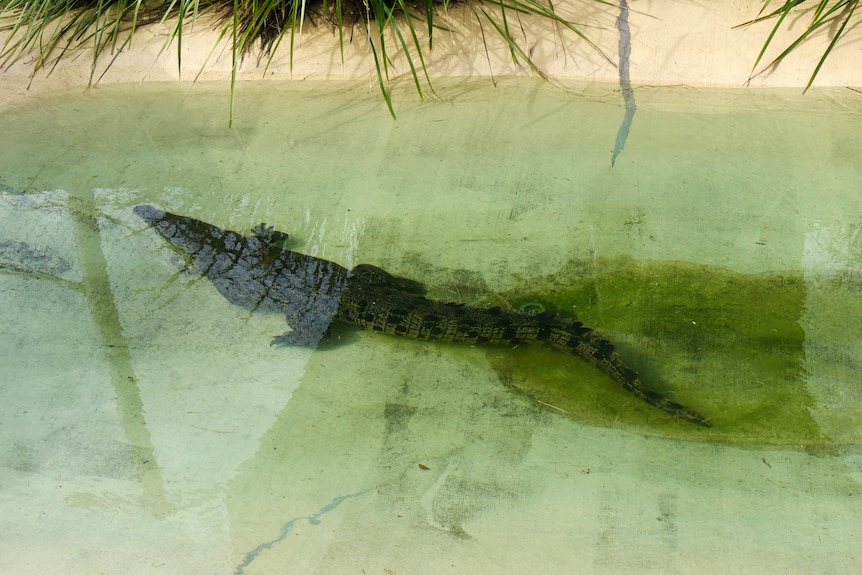 A crocodile in a small man-made lagoon