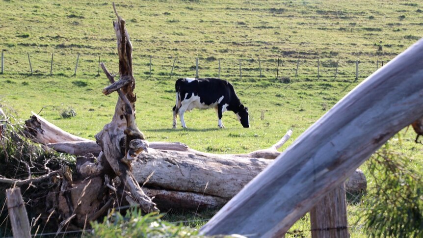 A  black and white dairy cow eats green pasture 