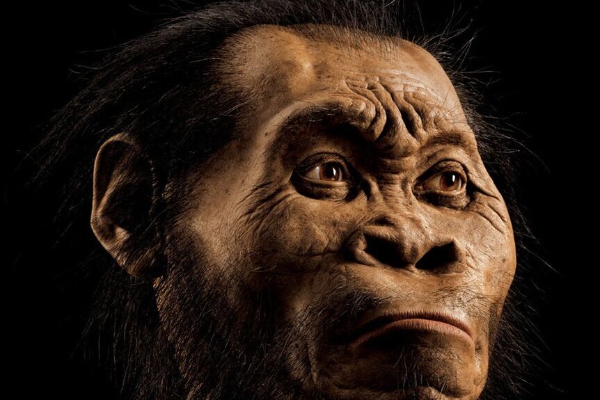 Artist's impression of Homo naledi