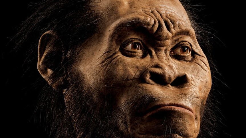 The fossils of a new species of human relative, Homo naledi were discovered in a cave near Johannasburg, South Africa in September 2015 PROXY