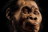 The fossils of a new species of human relative, Homo naledi were discovered in a cave near Johannasburg, South Africa in September 2015 PROXY