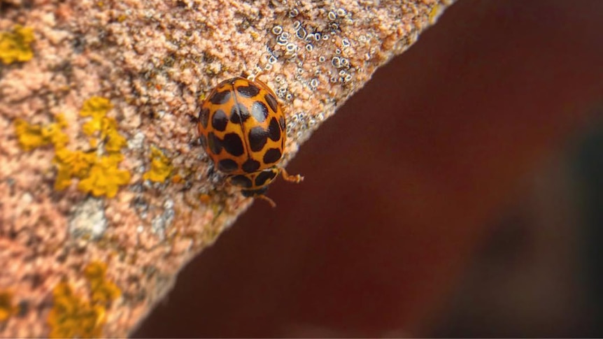 A closeup shot of a black and orange ladybird.