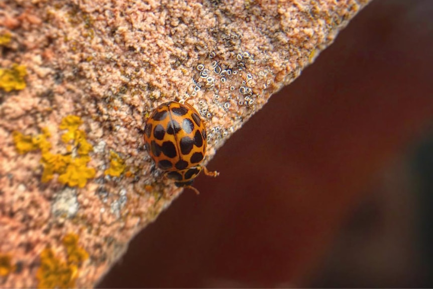 A closeup shot of a black and orange ladybird.