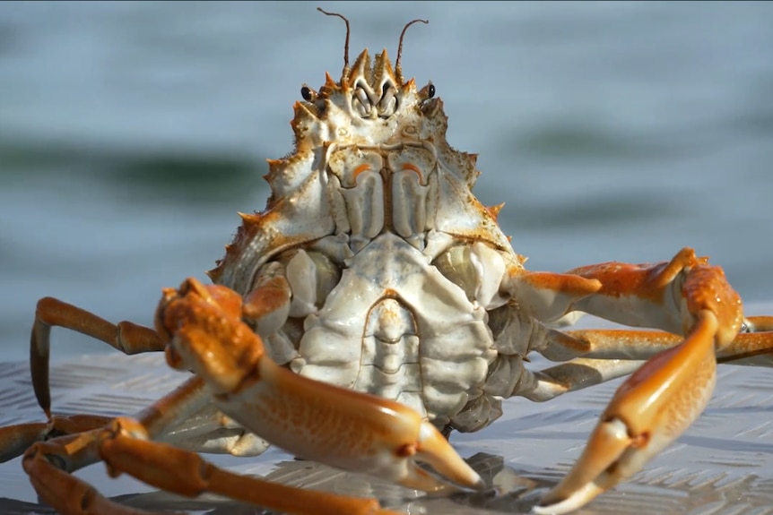 A close up image of a white and orange crab