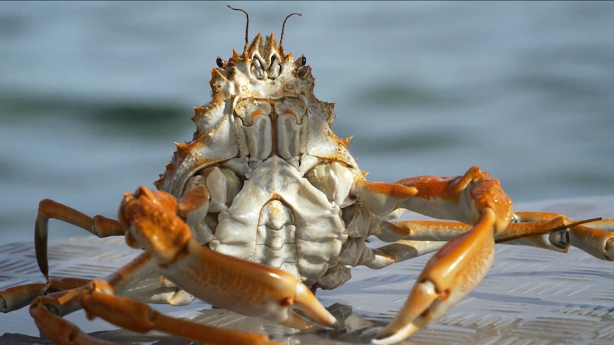 A close up image of a white and orange crab