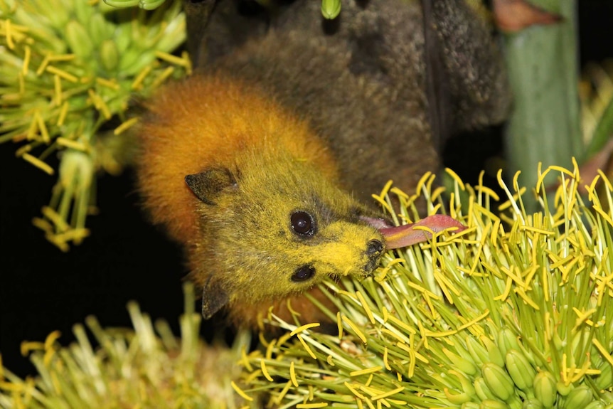 Grey-headed flying fox eating flower nectar.