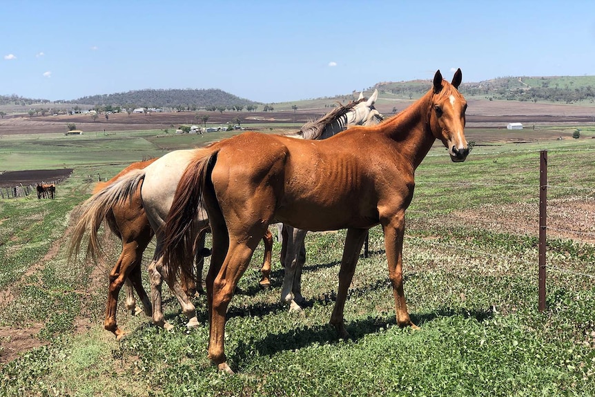 Three horses with ribs showing on one in paddock at property near Toowoomba.