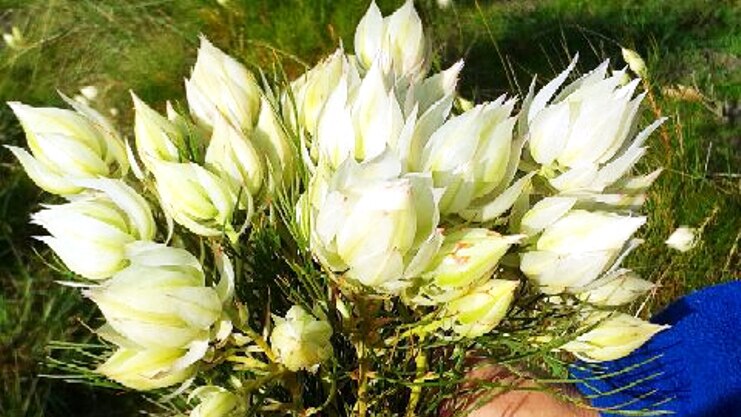 South African native flower the 'Blushing Bride' is very profitable, but notoriously difficult to grow