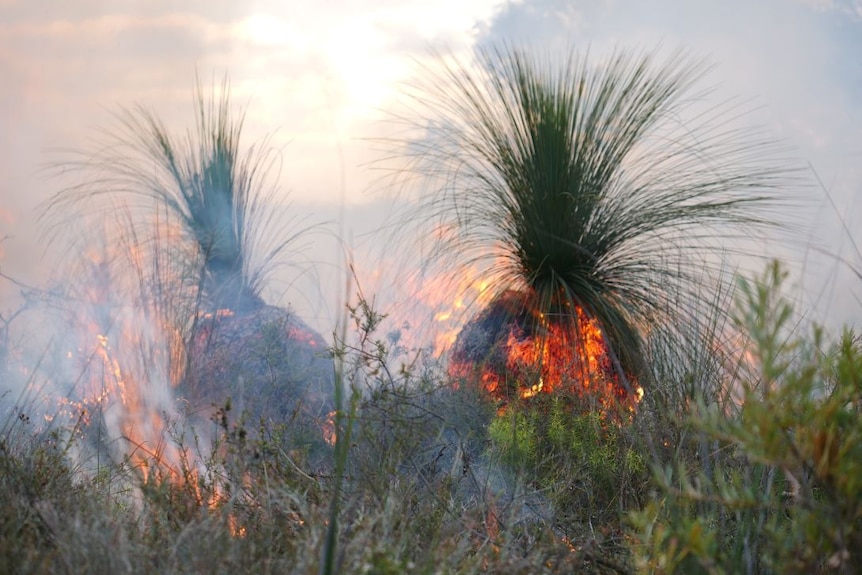The trunks of two small grass trees are on fire.