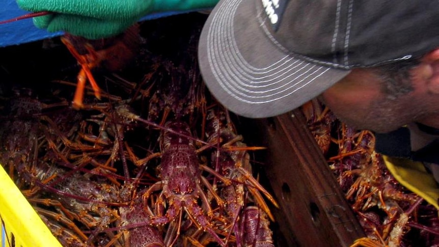 Fishermen are expected to start selling crays off their boats.