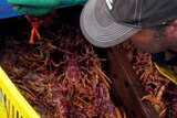 A fisherman offloads Tasmanian rock lobster from a trawler.