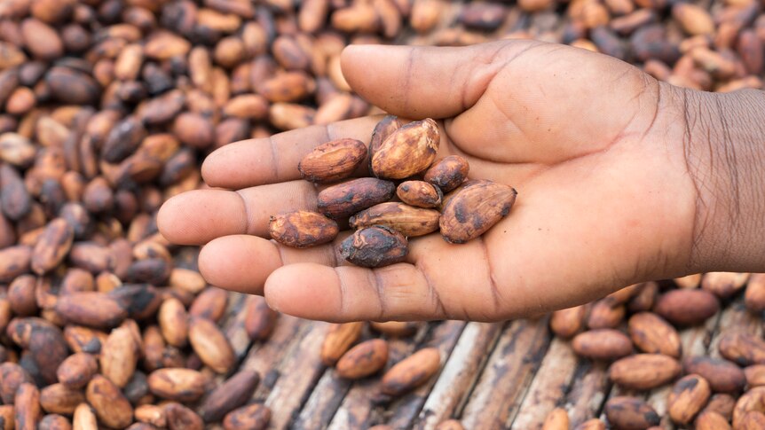 African hand holding coco beans, closeup, West Africa