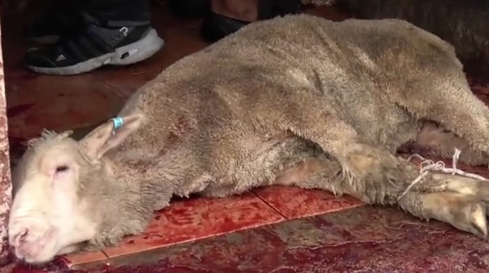 A sheep with its legs tied on a blood-stained floor
