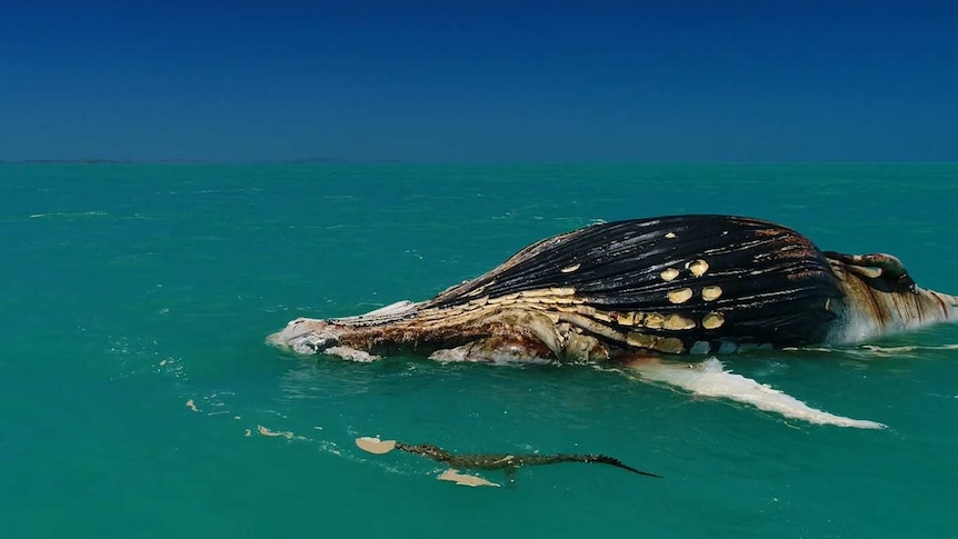 A crocodile floats in front of a dead humpback whale.