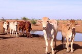 Cattle on Goodwood Station in Boulia in western Queensland.