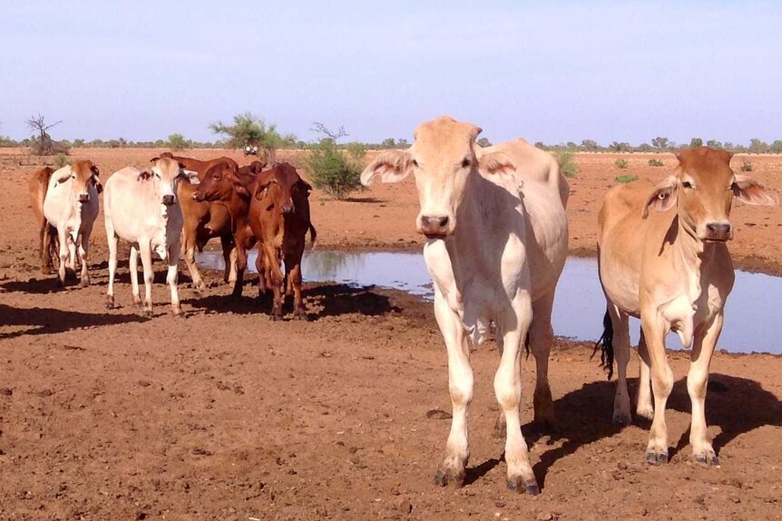 Cattle in drought.