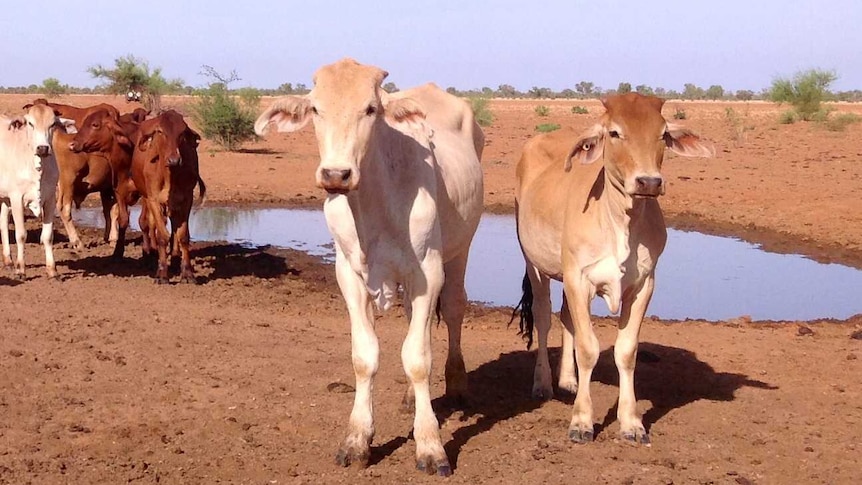 Cattle at Goodwood Station, Boulia