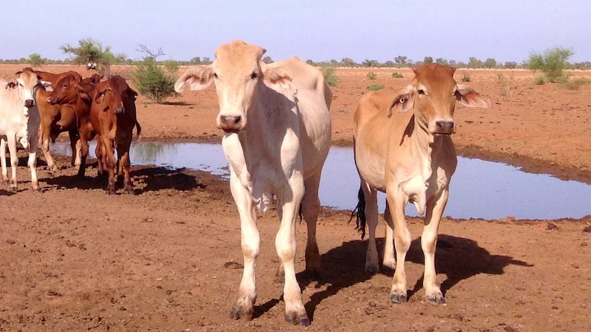 Cattle on Goodwood Station in Boulia in western Queensland.