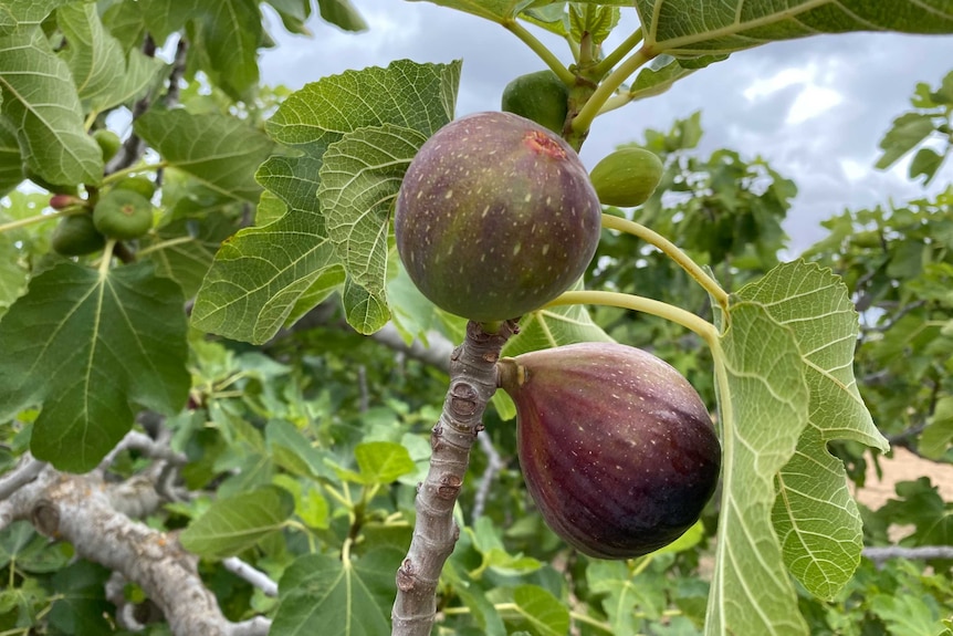 Two purple figs on a tree surrounded by lush, green leaves.