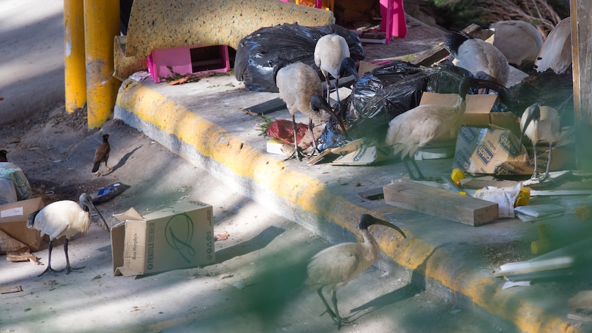 White ibis in a rubbish tip.