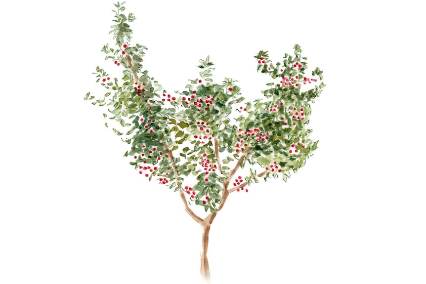 An illustration of a cherry tree bearing fruit.
