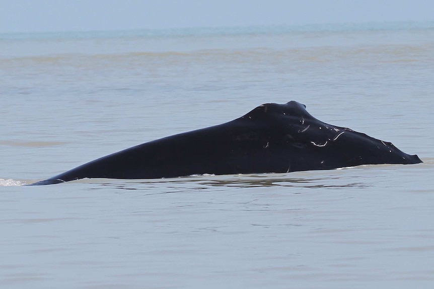 Still water. Dorsal fin and back of whale above the surface.