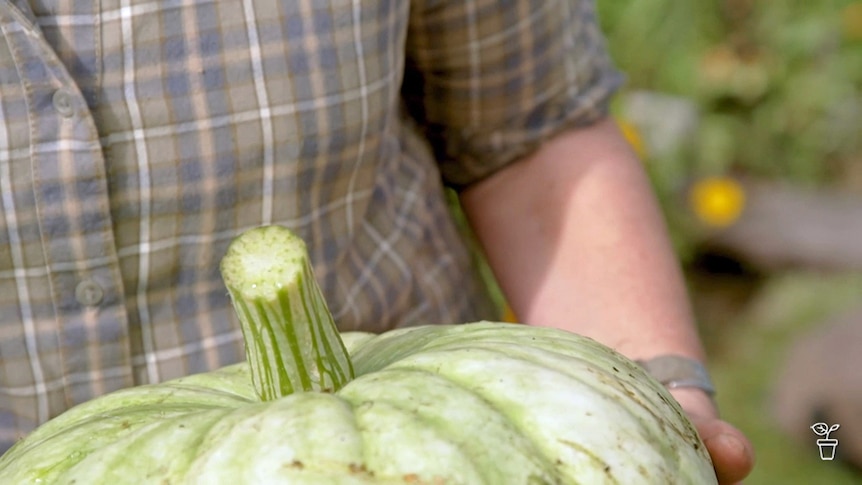 Large green striped pumpkin being carried.