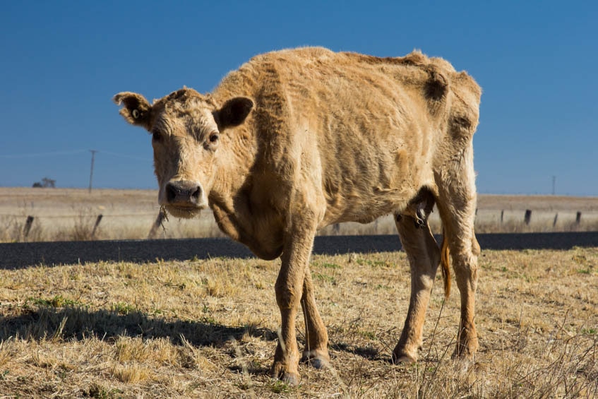 Thin cattle near Coonabarabran