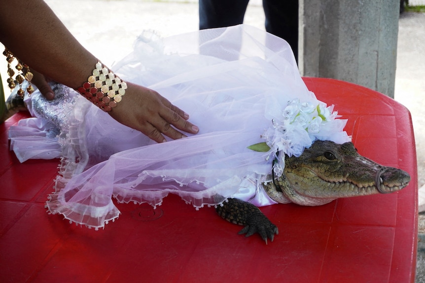 An alligator wearing a wedding dress and veil. 